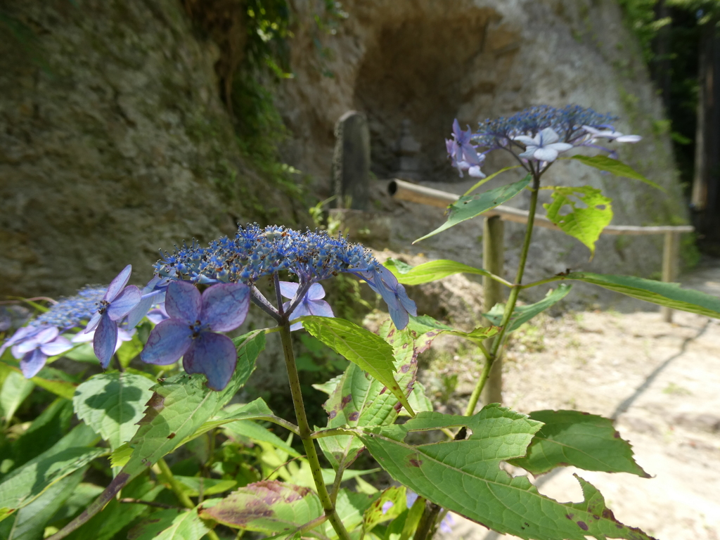 浄智寺の紫陽花