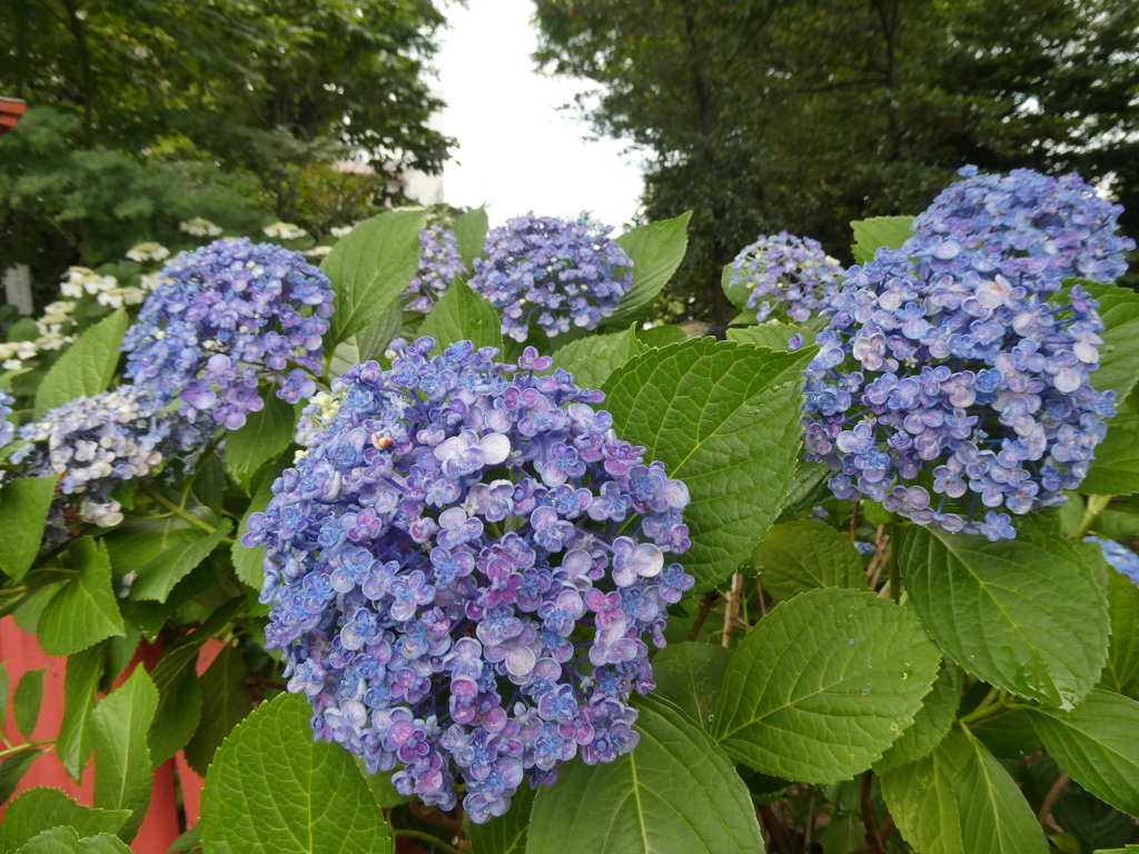 紫陽花の奥に・・・