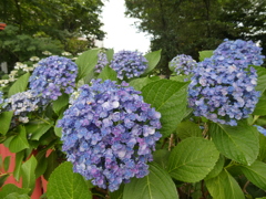 紫陽花の奥に・・・
