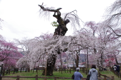 清雲寺の枝垂桜(1)