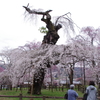 清雲寺の枝垂桜(1)