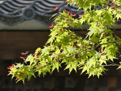 修禅寺の青紅葉