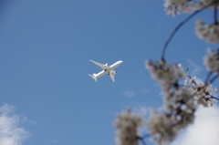 桜の上を飛ぶANA機
