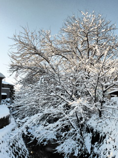 樹氷のごとく(１)