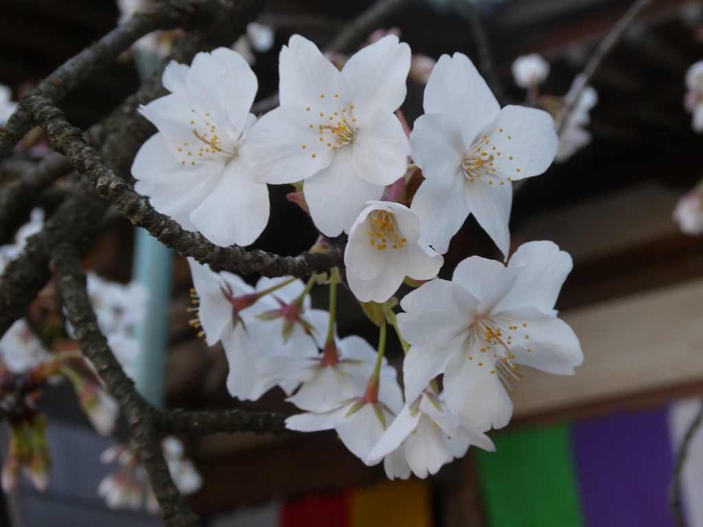 蓮馨寺の山桜(２)