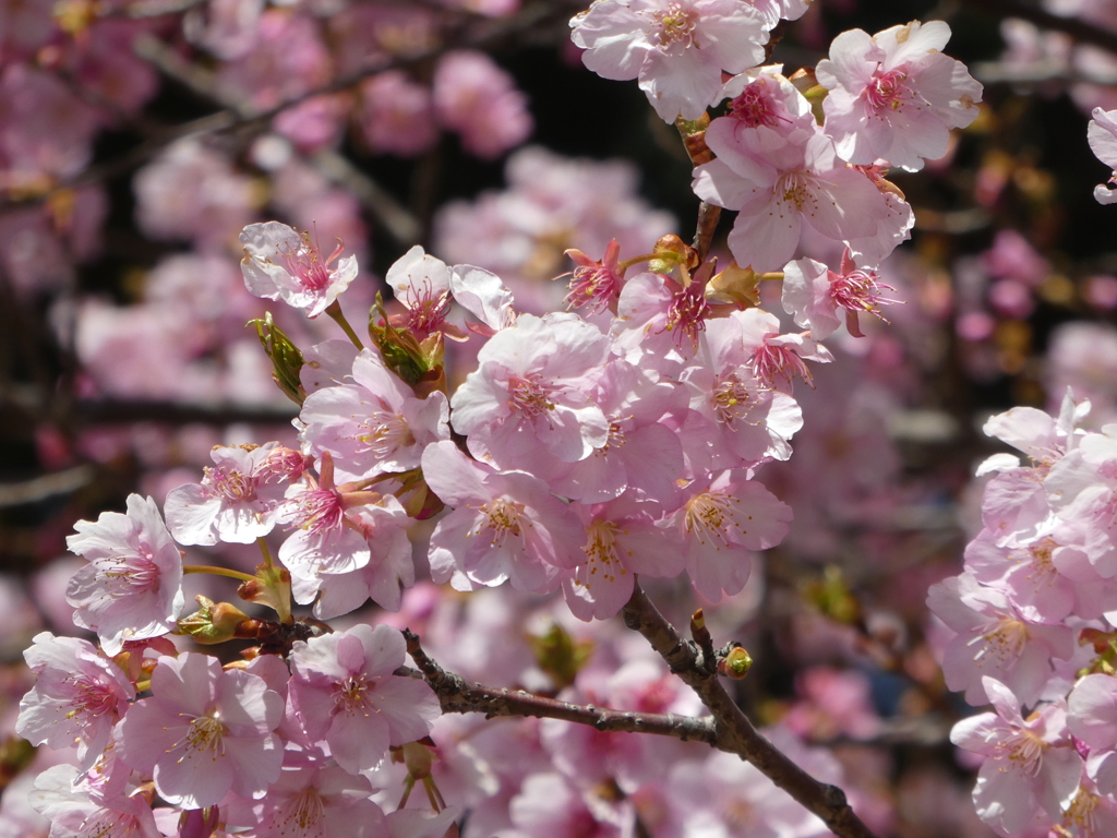 河津桜