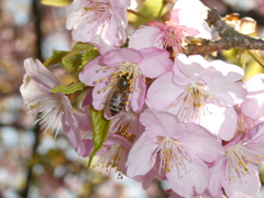 ミツバチも河津桜を堪能(^^)