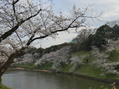 千鳥ヶ淵の桜(２)