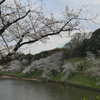 千鳥ヶ淵の桜(２)