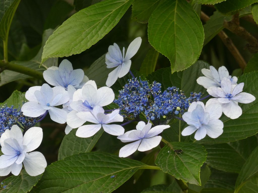 極楽寺の紫陽花(2)