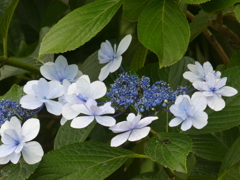 極楽寺の紫陽花(2)