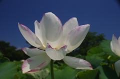 一天四海