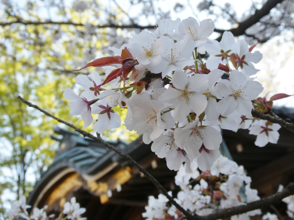 蓮馨寺の山桜(１)