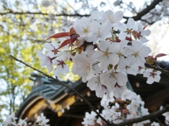 蓮馨寺の山桜(１)