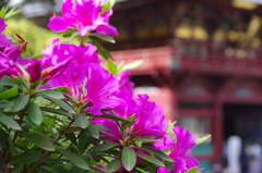 根津神社のつつじ(8)