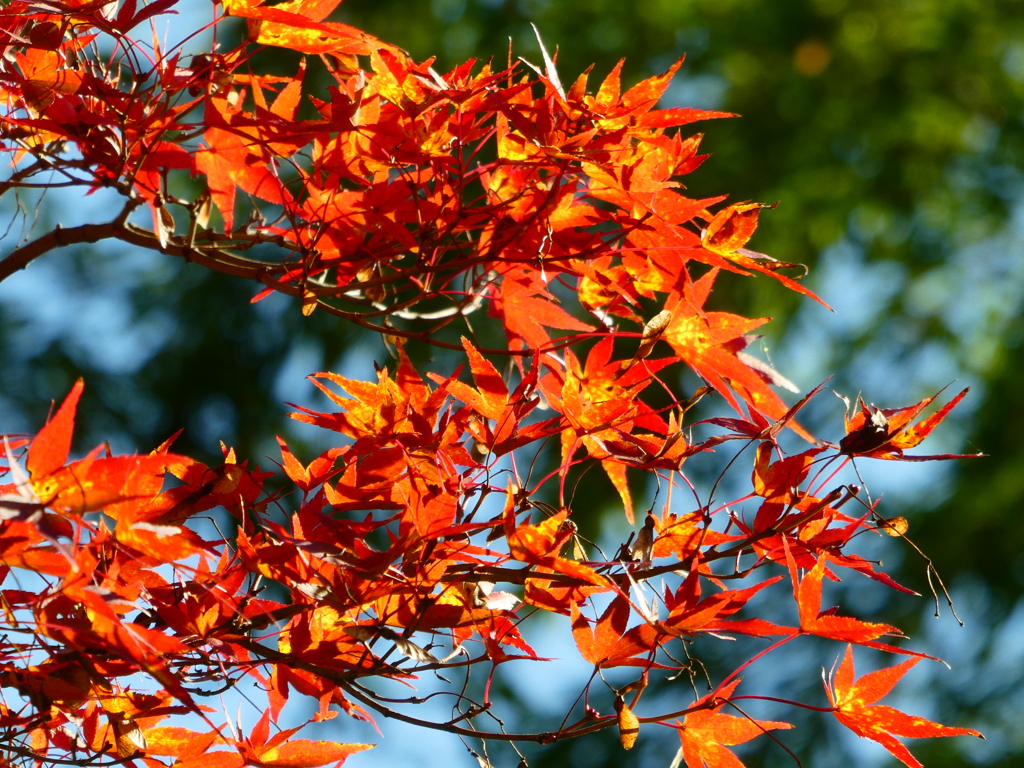 輝く紅葉