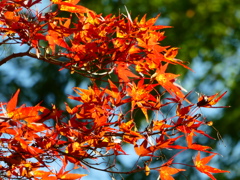 輝く紅葉