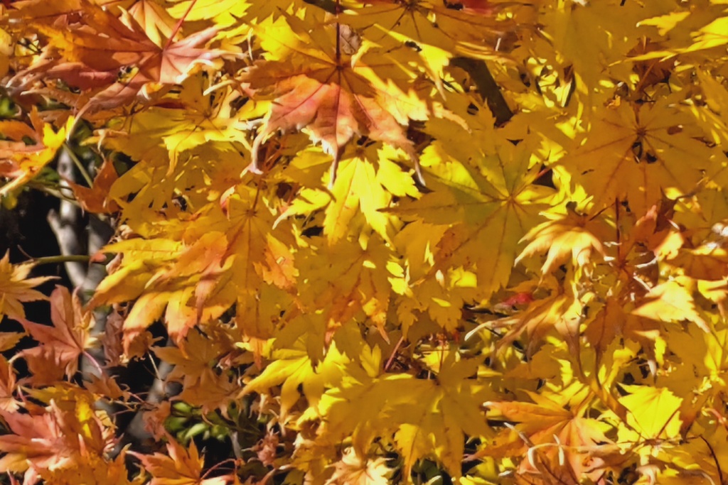 昼休みに紅葉狩り(３)