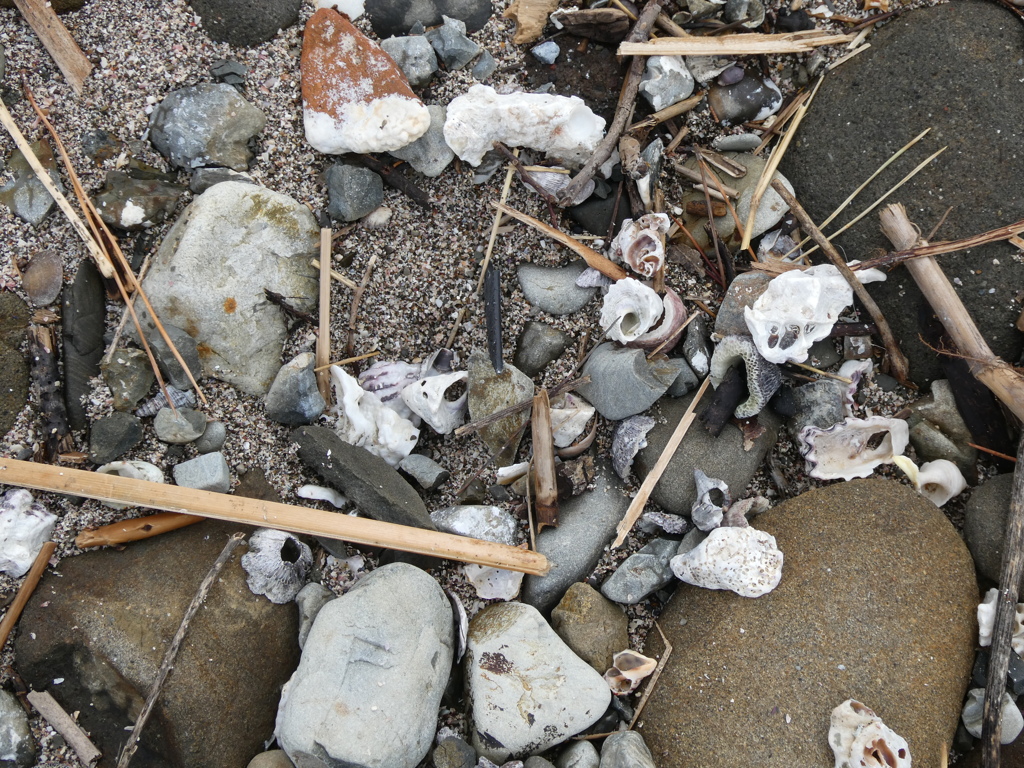 石やら貝殻やらサンゴやら・・・