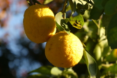 ほぼ全体と半分影がかかった柚子