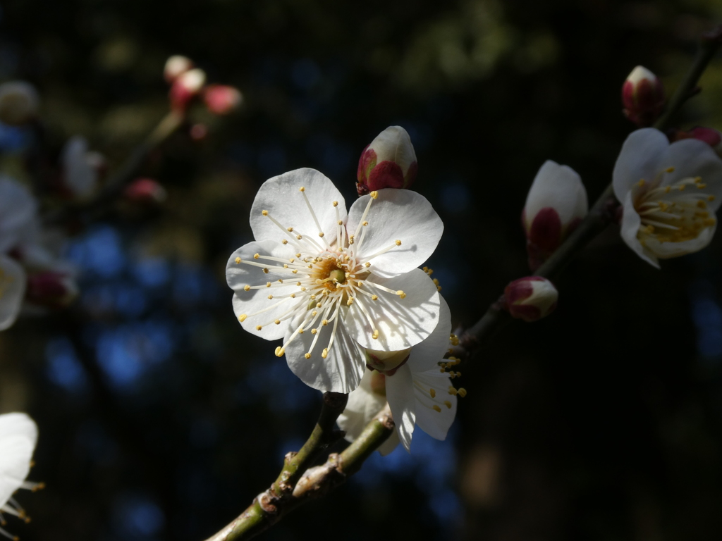 大正寺の白梅