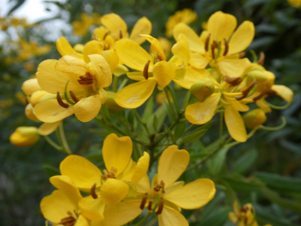 あけぼの山農業公園で会った黄色い花