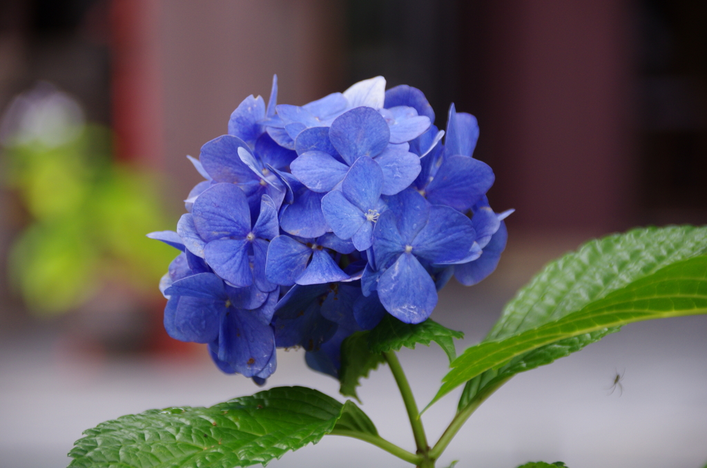 小ぶりな紫陽花