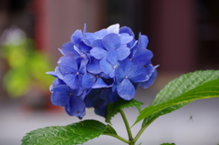 小ぶりな紫陽花
