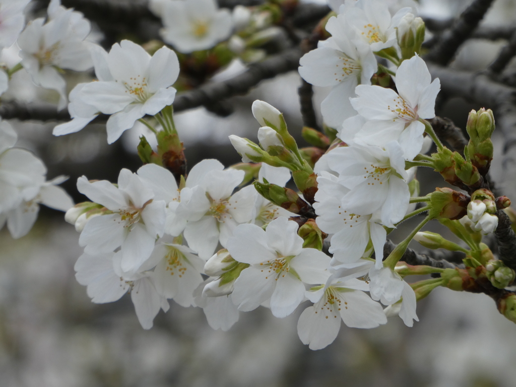 昭和桜
