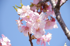 すみよし河津桜(10)