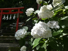 朱塗りの鳥居と白紫陽花