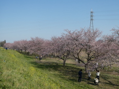 土手から桜並木