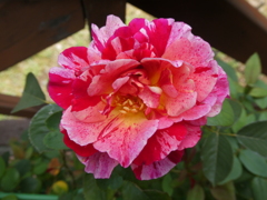 挿し木で育てたユトリロの花