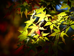 輝く青紅葉