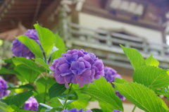 浄智寺鐘楼門と紫陽花(１)
