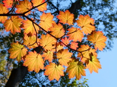 ハウチワカエデの紅葉(2)