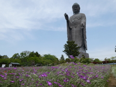 アグロステンマと牛久大仏