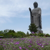 アグロステンマと牛久大仏
