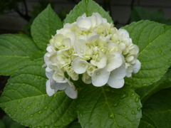 瑞々しい白紫陽花