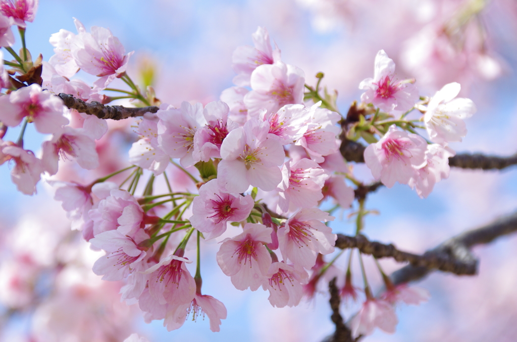 三浦海岸の河津桜(2)