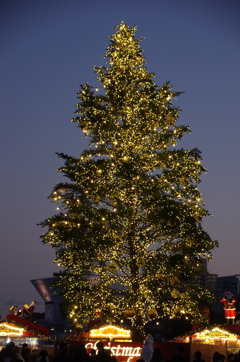 赤レンガ倉庫のクリスマスツリー(1)