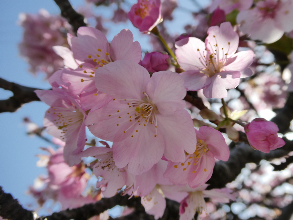 すみよし河津桜(8)