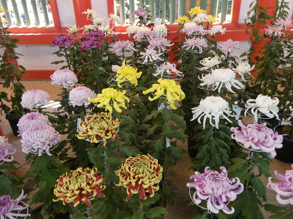 氷川神社菊花展(2)