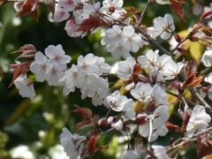 山桜