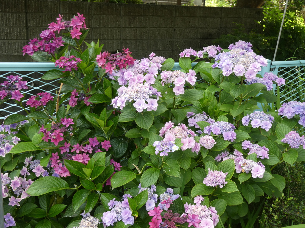浄明寺バス停近くの紫陽花