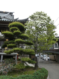 なんじゃもんじゃの木と五葉の松