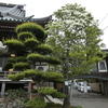 なんじゃもんじゃの木と五葉の松