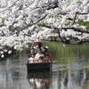 春の新河岸川を花見船が行く(3)