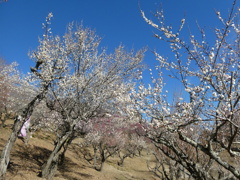 宝登山梅園の梅(4)