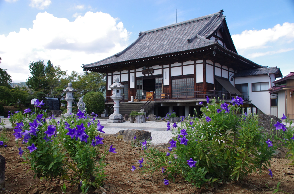 桔梗と多宝寺